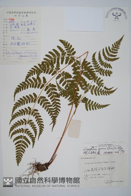 長葉鱗毛蕨藏品圖，第1張