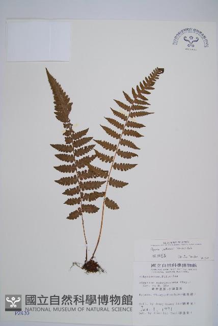 假蹄蓋蕨、東洋蹄蓋蕨藏品圖，第1張