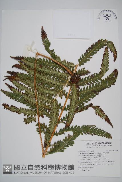 日本狗脊蕨藏品圖，第1張