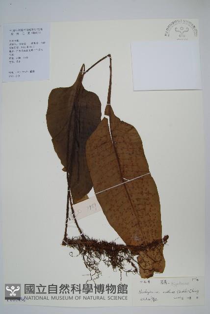 盾蕨藏品圖，第1張