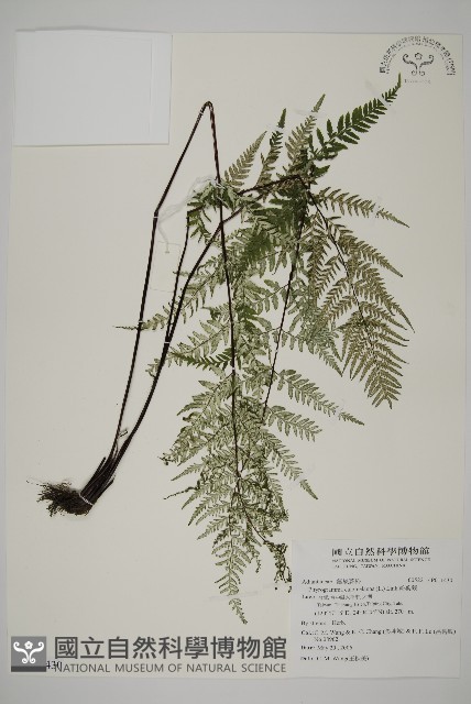 粉葉蕨藏品圖，第1張
