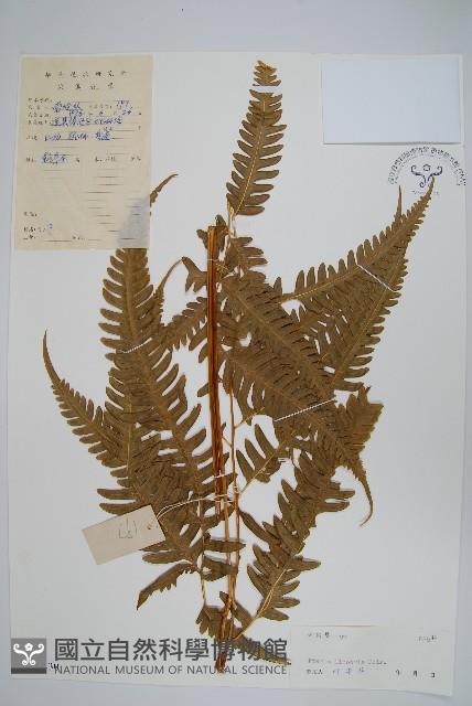 三角脈鳳尾蕨藏品圖，第1張