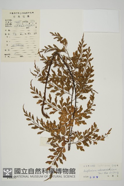 大黑柄鐵角蕨、黃鱗鐵角蕨、大羽鐵角蕨藏品圖，第1張