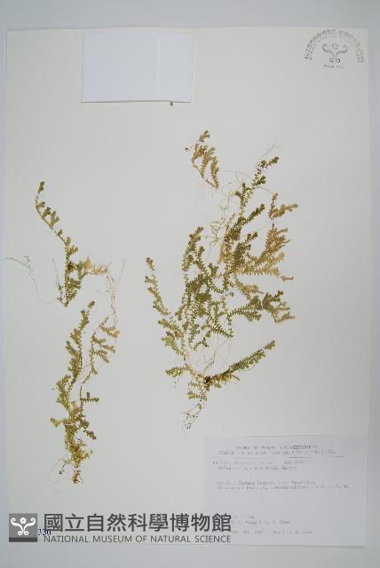 疏葉卷柏藏品圖，第1張