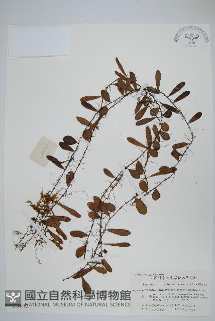 Accession Number:P003430 Collection Image, Figure 1, Total 2 Figures