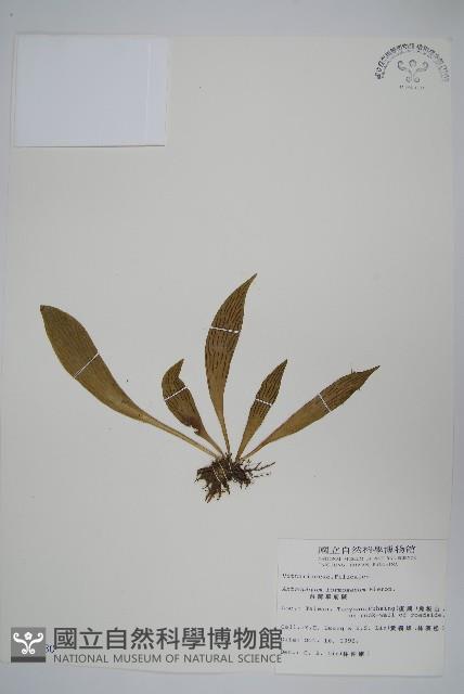臺灣車前蕨藏品圖，第1張