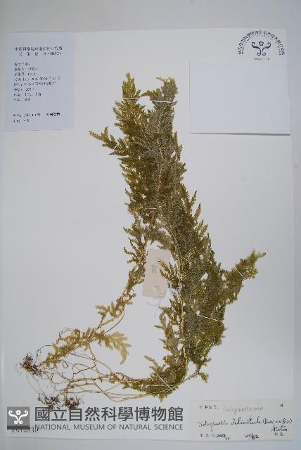 全緣卷柏藏品圖，第1張