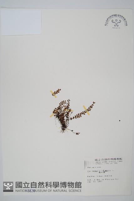 鐵角蕨藏品圖，第1張