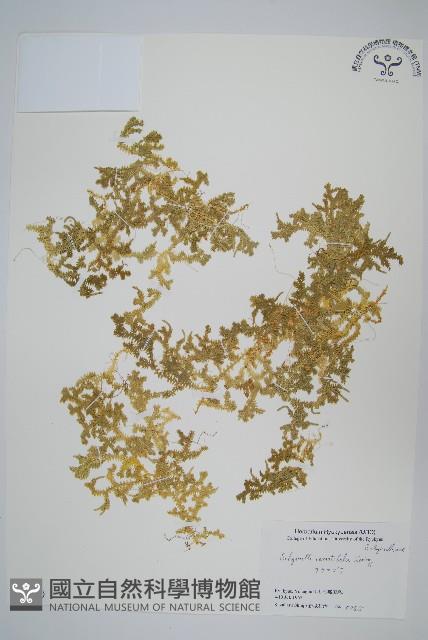 疏葉卷柏藏品圖，第1張