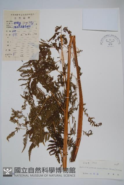 普通針毛蕨藏品圖，第1張
