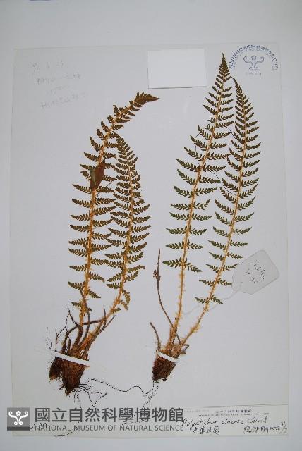 福山氏耳蕨藏品圖，第1張