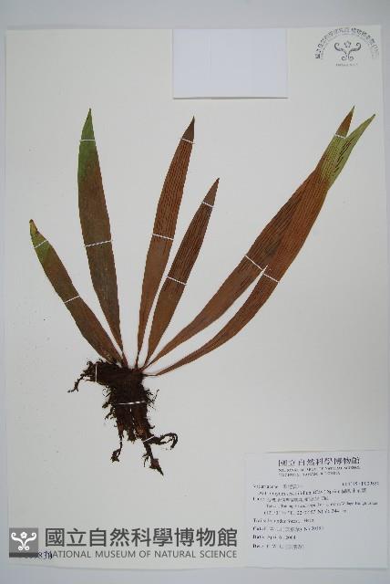 Accession Number:P009830 Collection Image, Figure 1, Total 2 Figures