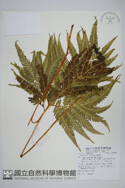 傅氏鳳尾蕨藏品圖，第1張