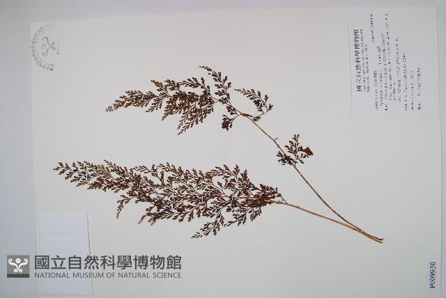 烏蕨藏品圖，第1張