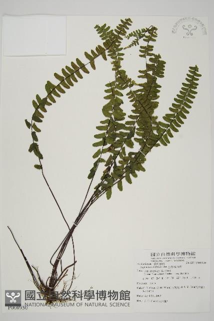 生芽鐵角蕨藏品圖，第1張