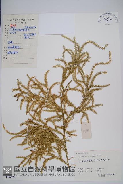 石松藏品圖，第1張