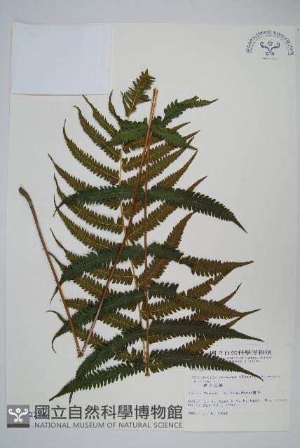 野小毛蕨藏品圖，第1張