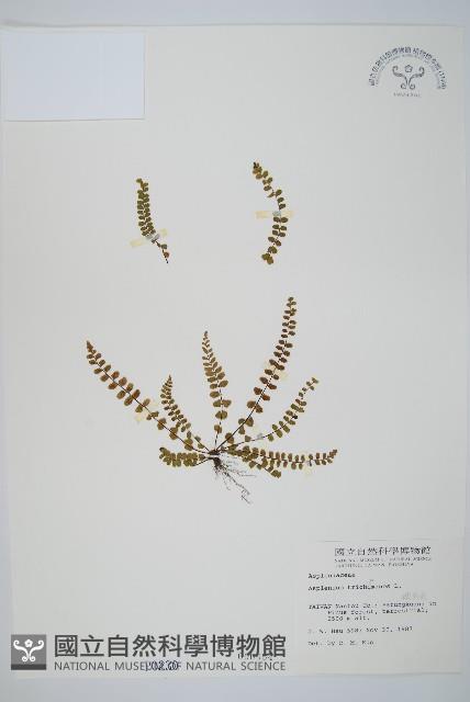 鐵角蕨藏品圖，第1張