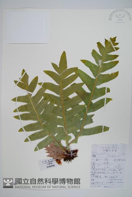 槲蕨藏品圖，第1張