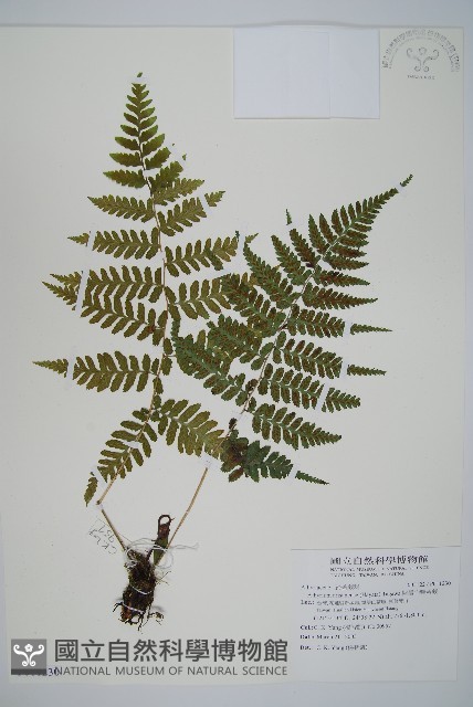 阿里山蹄蓋蕨藏品圖，第1張
