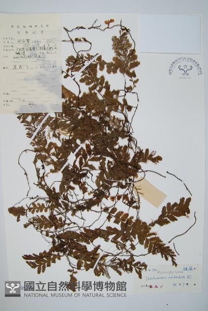 瓶蕨藏品圖，第1張