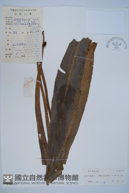 長葉巢蕨藏品圖，第1張