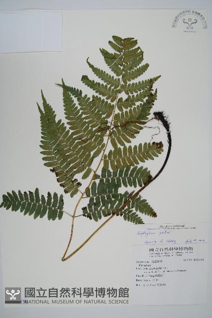 Accession Number:P009530 Collection Image, Figure 1, Total 5 Figures