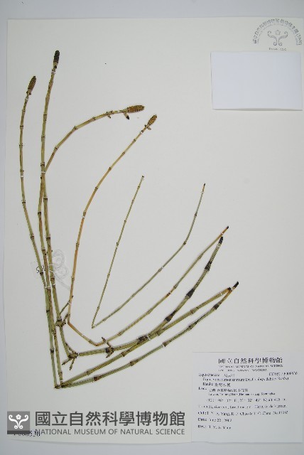 臺灣木賊藏品圖，第1張
