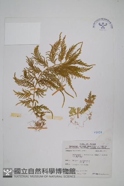 全緣卷柏藏品圖，第1張