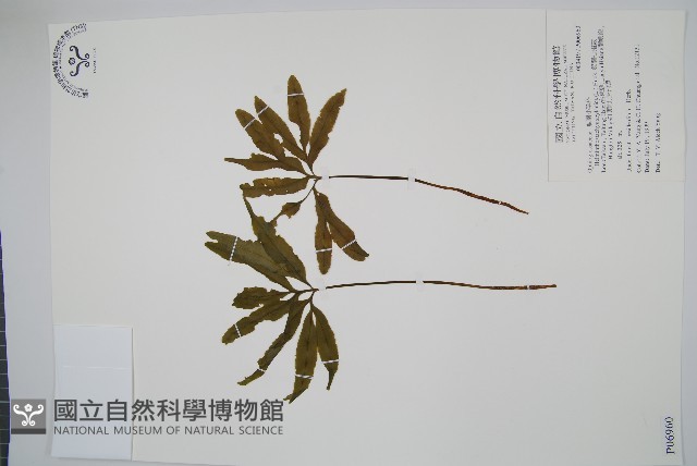 錫蘭七指蕨藏品圖，第1張