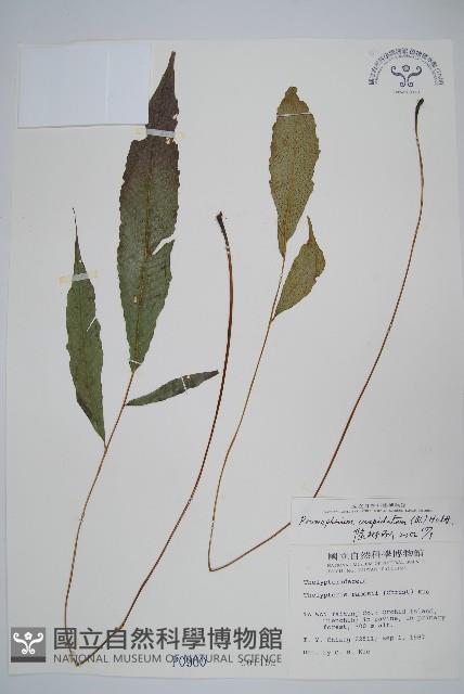 頂芽新月蕨藏品圖，第1張