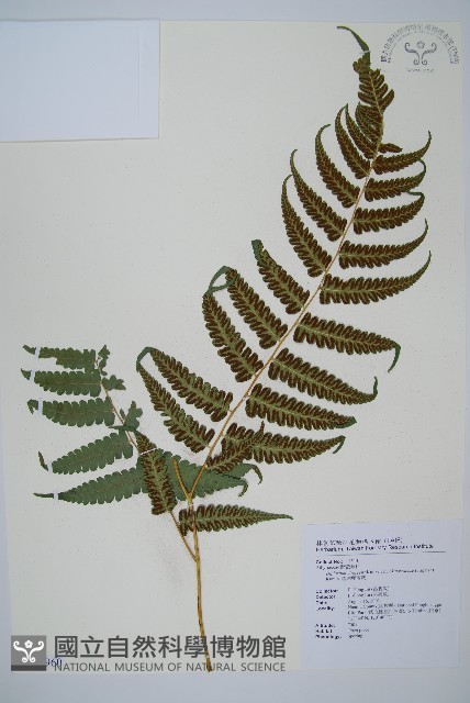 琉球雙蓋蕨藏品圖，第1張