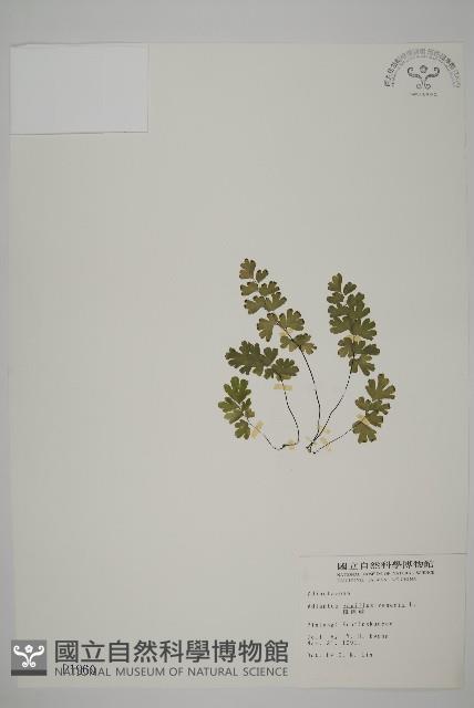 鐵線蕨藏品圖，第1張