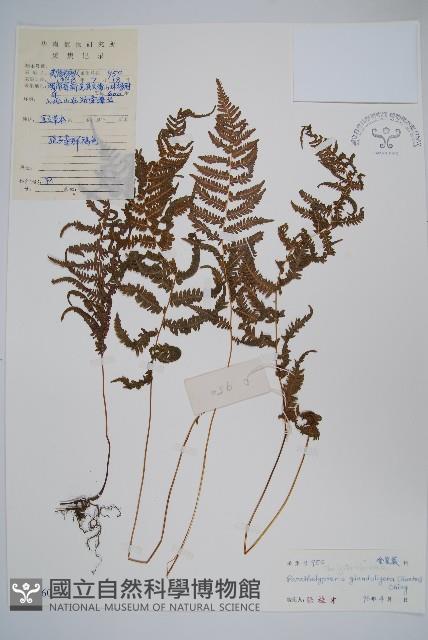 密腺副金星蕨藏品圖，第1張