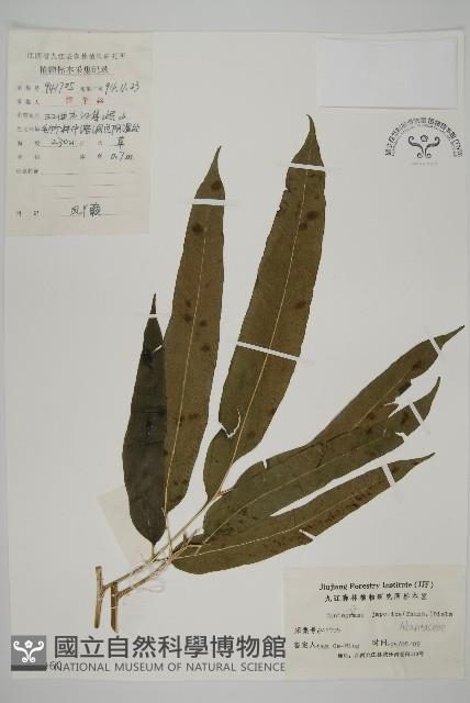 日本鳳丫蕨藏品圖，第1張