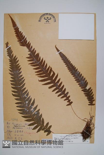 翅軸假金星蕨、短柄卵果蕨藏品圖，第1張