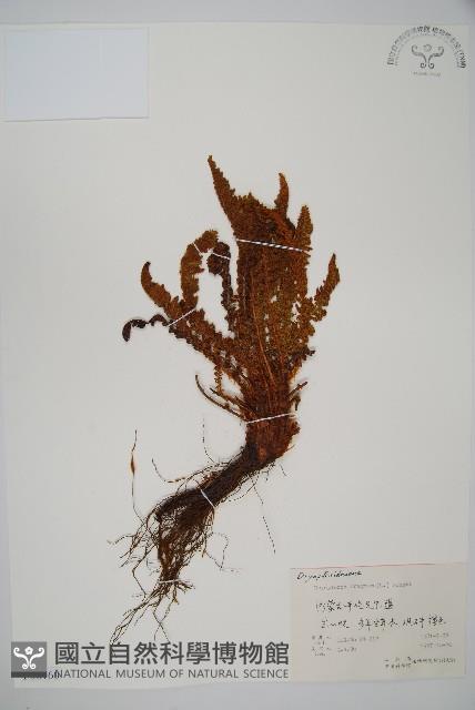 香鱗毛蕨藏品圖，第1張