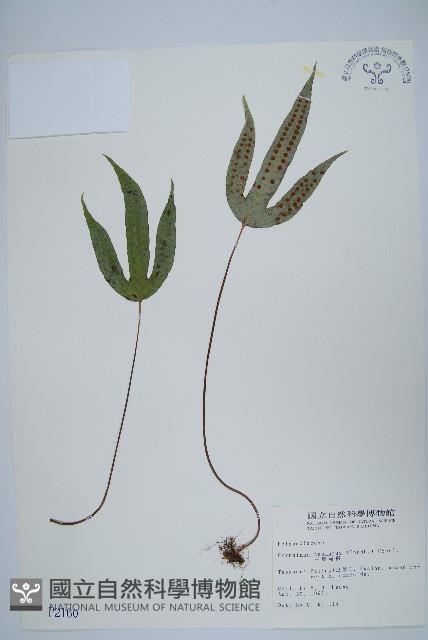 三葉茀蕨藏品圖，第1張