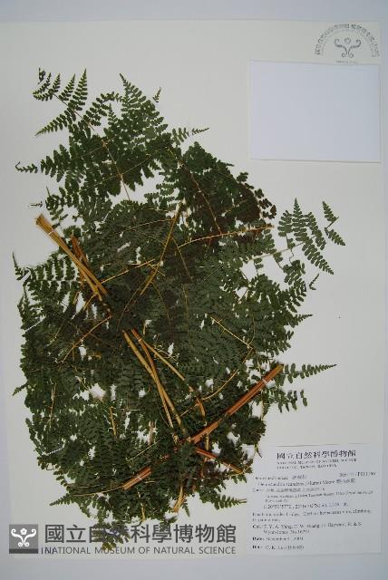 刺柄碗蕨藏品圖，第1張