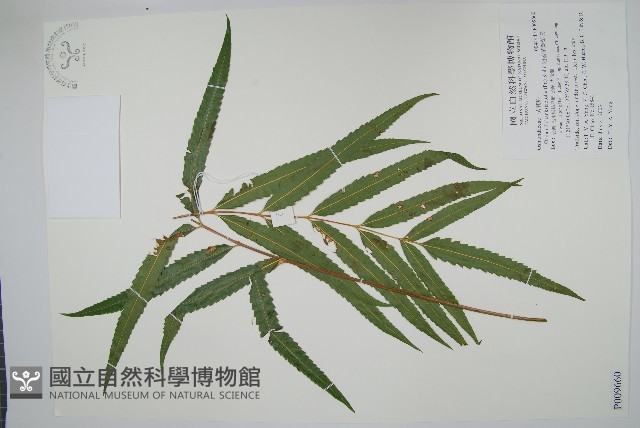 粗齒革葉紫萁藏品圖，第1張