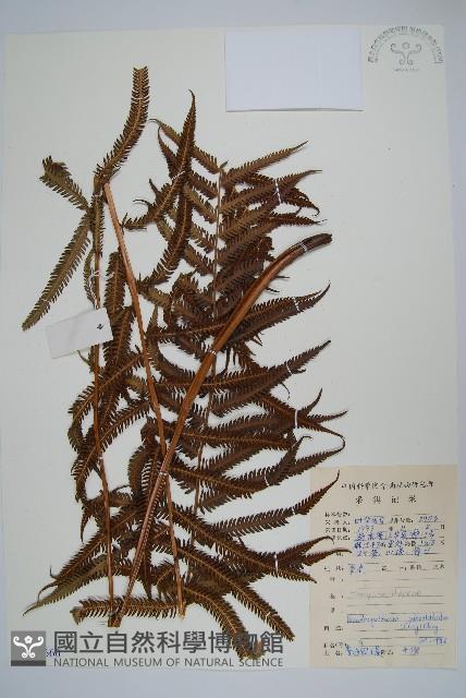 普通假毛蕨藏品圖，第1張