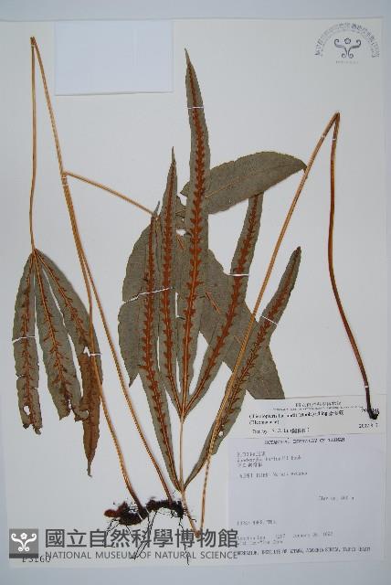 崇澍蕨藏品圖，第1張