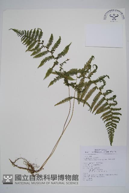 小梯葉副金星蕨藏品圖，第1張