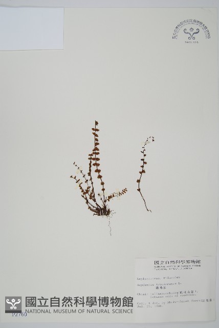 鐵角蕨藏品圖，第1張