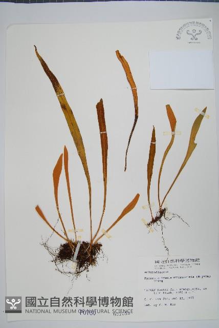 玉山石葦藏品圖，第1張