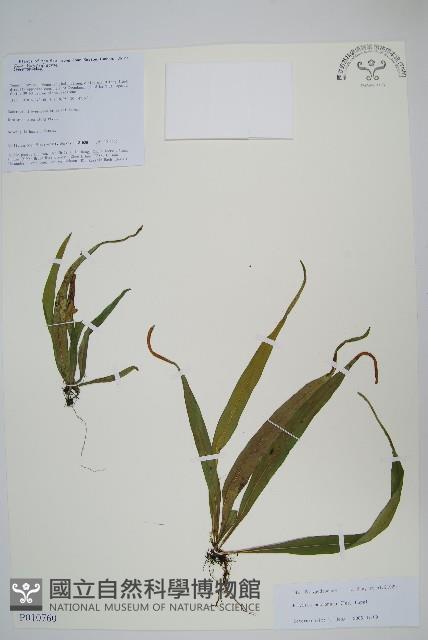 尖嘴蕨藏品圖，第1張