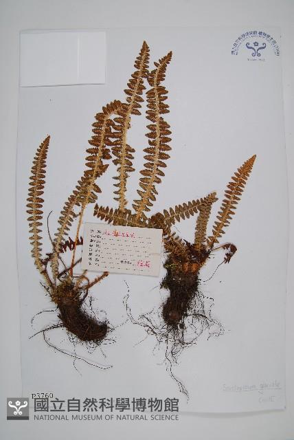 玉龍蕨藏品圖，第1張