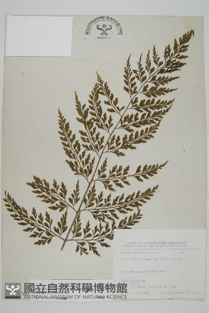 大黑柄鐵角蕨、黃鱗鐵角蕨、大羽鐵角蕨藏品圖，第1張