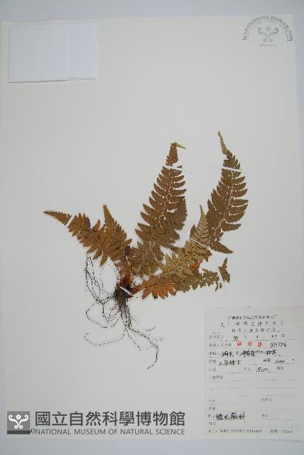 登錄號:P006060藏品圖，第1張