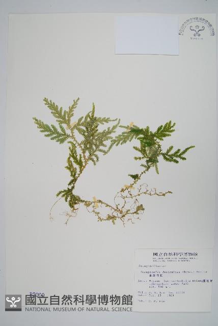 全緣卷柏藏品圖，第1張